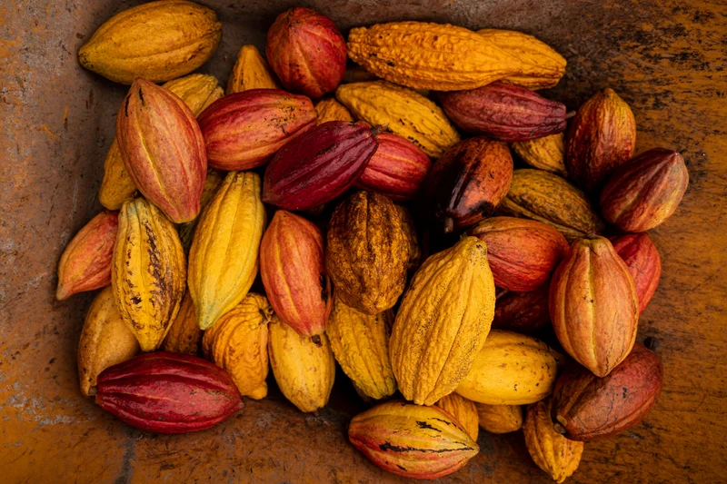 Single-origin 100% Hawaiian Cocoa Bean (sold by pound) (1-20 lbs)